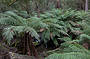 Tree Fern near Russell Falls