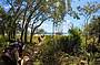 Littoral Rainforest