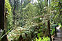 Tree Fern Forest