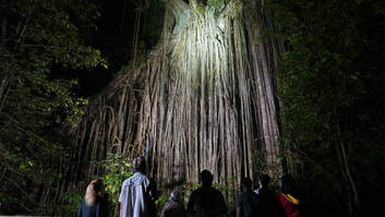 Curtain fig at night